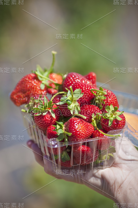 新鲜的草莓
