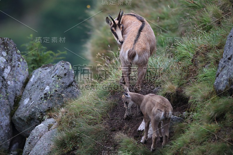 查莫瓦（鲁皮卡普拉鲁皮卡普拉）沃斯盖斯山，法国格姆森沃格森