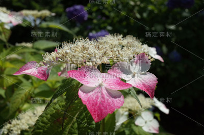 浅紫绣球花
