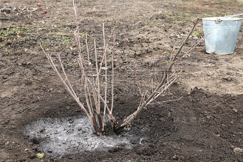 种植醋栗布什。春天在花园里干活。