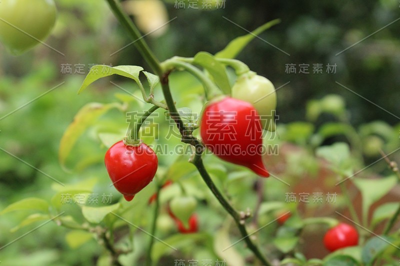 辣椒