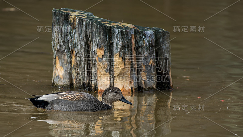 弗吉尼亚州亨特利草地公园的Gadwall Duck