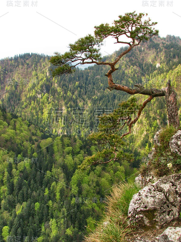 波兰索科利卡山顶的松树