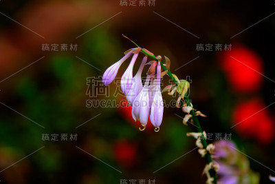 玉簪花。种植花。