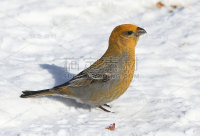 Pinicola enucleator。白雪上的雌鸟