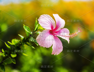花园里的热带花卉