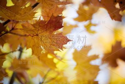 秋天的枫树