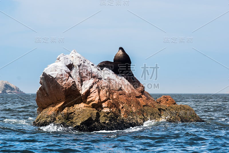 海狮正在太平洋的一块岩石上降温