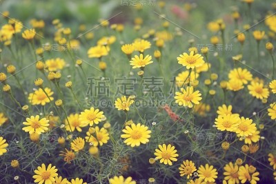 野花黄雏菊种植纹理背景，背景概念，复制空间
