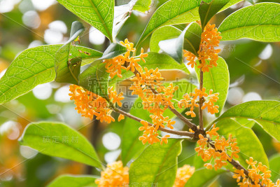橙色的桂花
