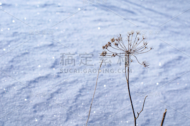 背景是被雪覆盖的冰冻植物。雪和雪花的纹理。美丽的冬天的风景。草冻了，天气晴朗结霜。冬天的季节。