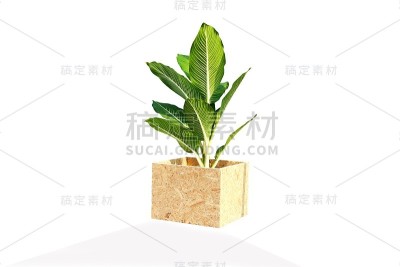 白底上分离的白叶和木花盆。