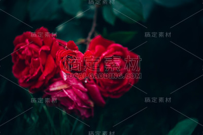 红玫瑰花园