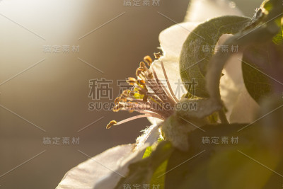 昆斯花