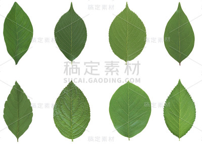 绿色的叶子