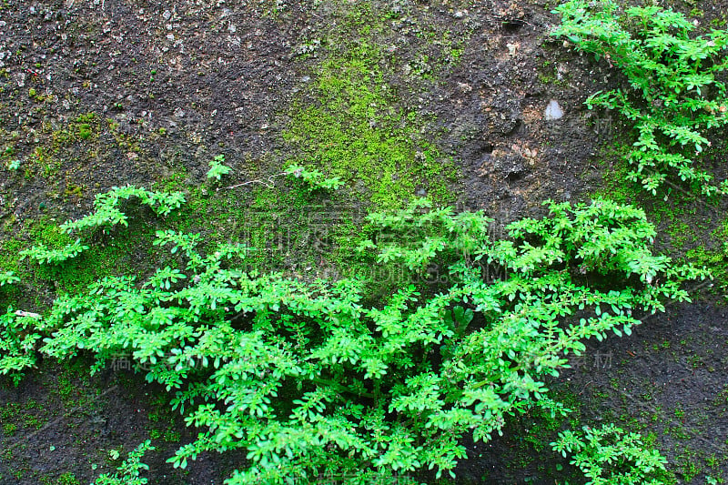 灌木蕨类植物的背景