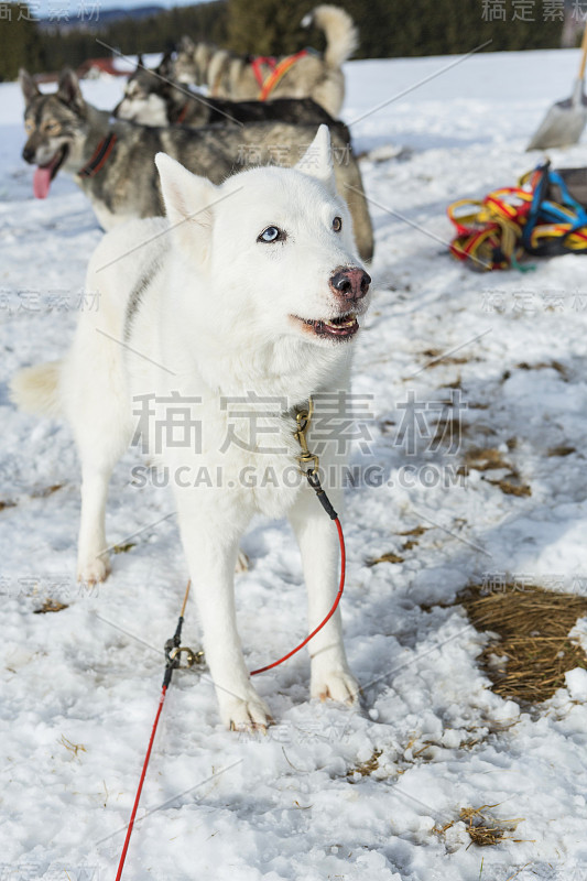 沙哑的肖像。比赛后的西伯利亚哈士奇犬在雪中赛跑