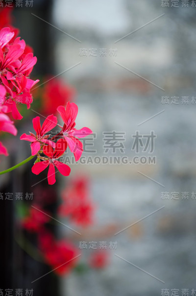 红色的花