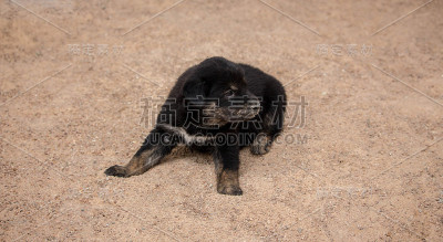 小狗坐在海滩上