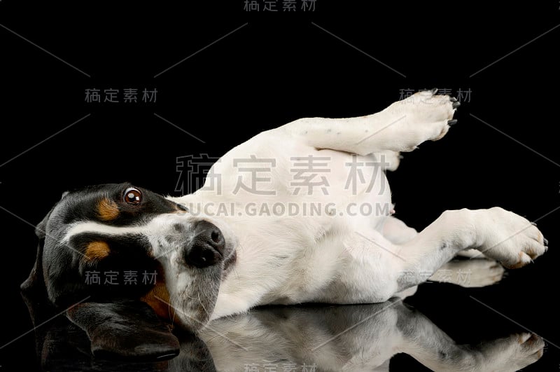 工作室拍摄的可爱的巴吉度猎犬