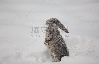 灰兔在霜中