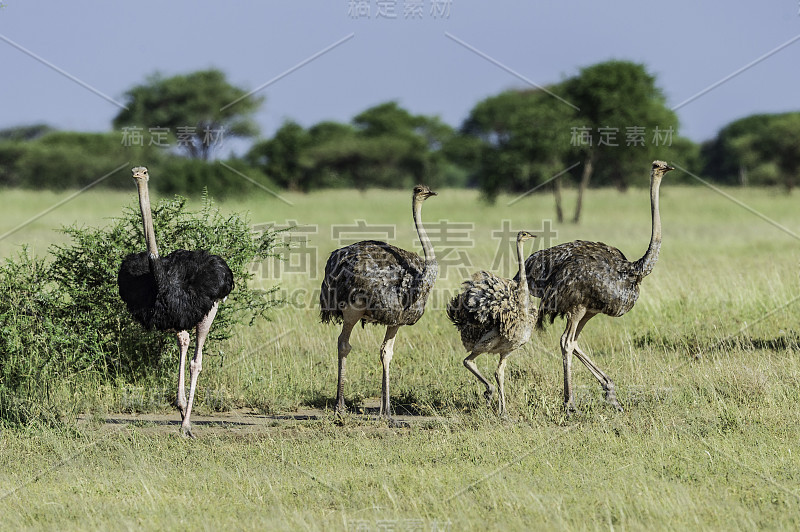 普通鸵鸟(Struthio camelus)，或简单的鸵鸟，是一种大型的不会飞的鸟类，原产于非洲。坦