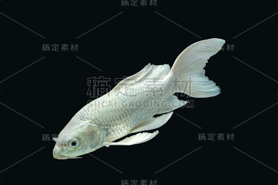 水族柜黑色背景中的白鲢鱼