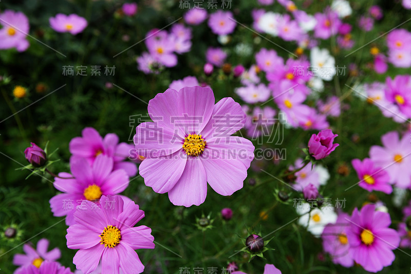 纹理的墨西哥紫菀花在花坛上的背景绿色的叶子。