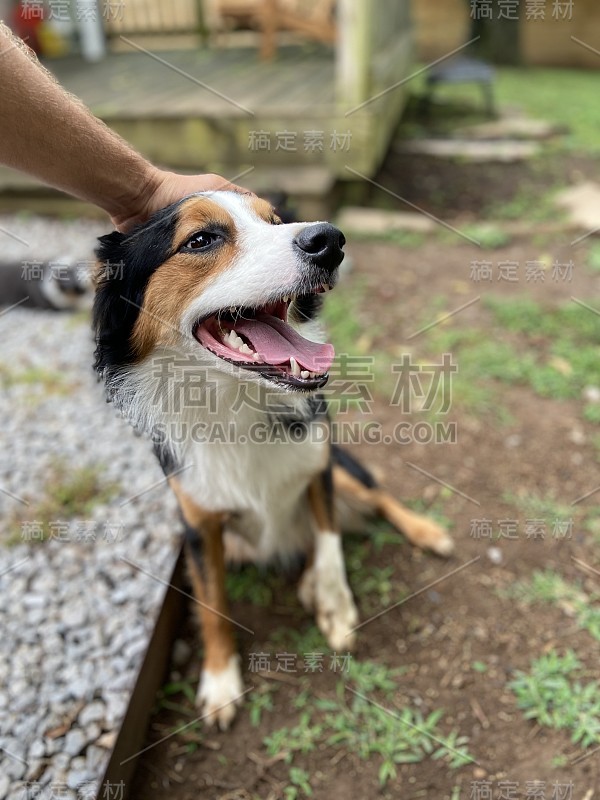 快乐的澳大利亚牧羊犬头上有宠物