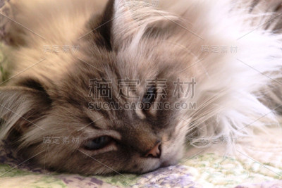 近距离绒毛猫