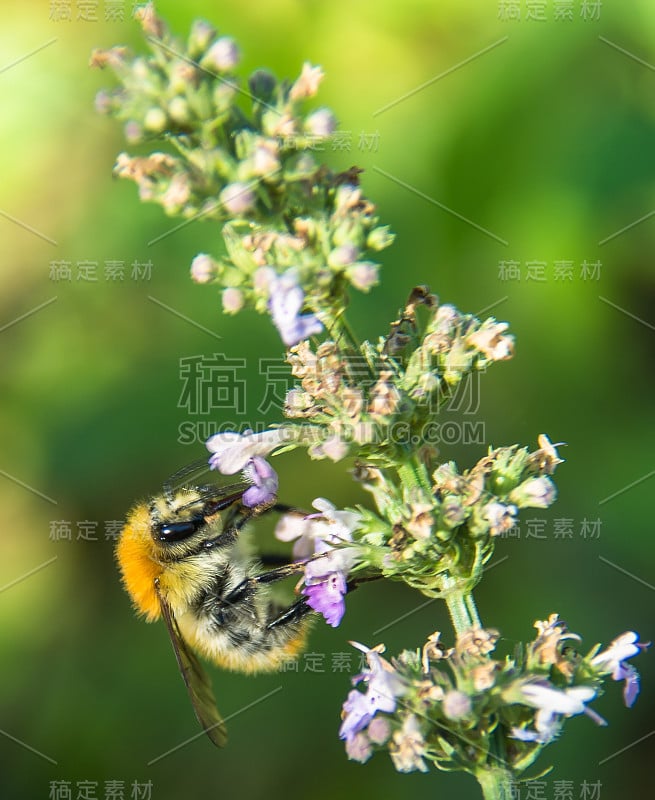 蜜蜂研究薰衣草II