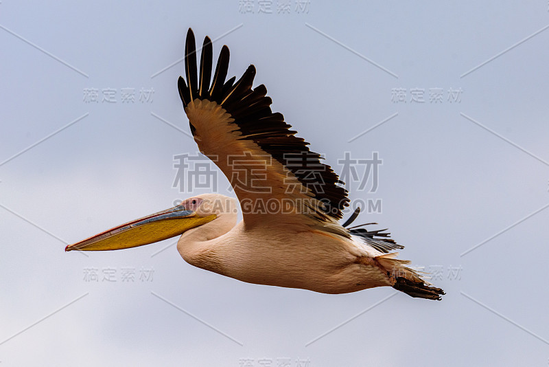 曼雅拉湖的一群大白鹈鹕(Pelecanus Onocrotalus)