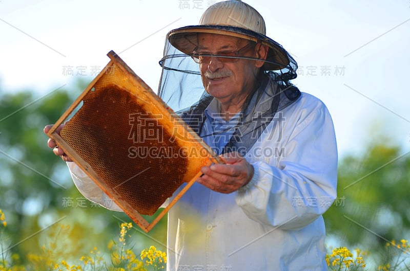 经验丰富的资深养蜂人在盛开的油菜田工作