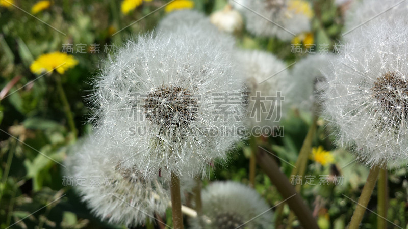 蒲公英
