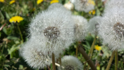 蒲公英
