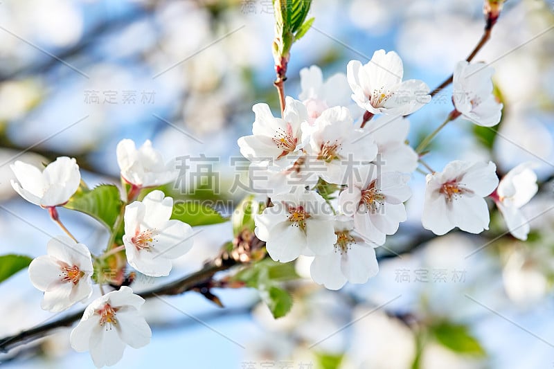 盛开的日本樱花。樱桃树的分支