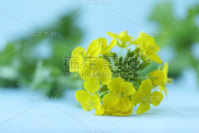 菜花或卷心菜(菜花)
