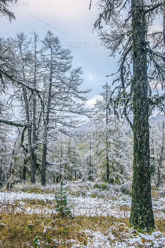 山口的雪