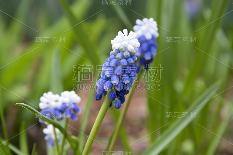 杏树开花植物，蓝色的春天球茎葡萄风信子花在花园里盛开