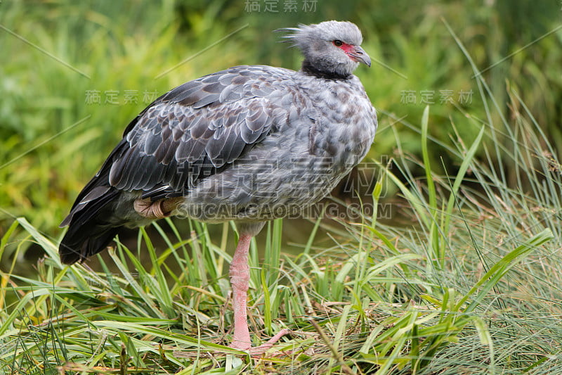 南方尖叫(Chauna torquata)