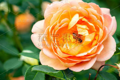 动物蜜蜂从玫瑰顶部采集花蜜