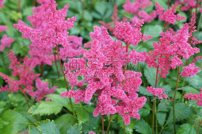 落新妇属，花红色，叶绿色
