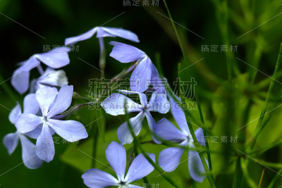 夹竹桃衣属鸦葱。种植花。