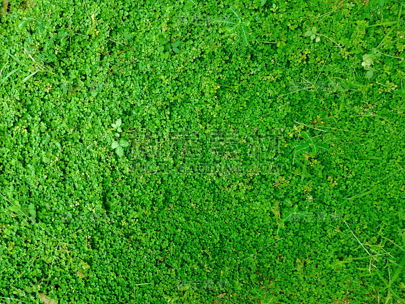 绿草背景，俯视图