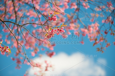 野生喜马拉雅樱桃与蓝天和云的背景