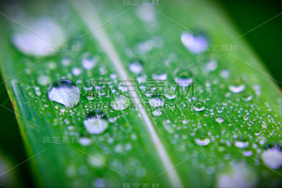 露水降