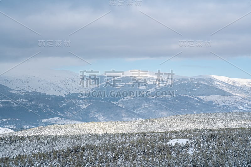 白雪皑皑的松林，背景是雪山