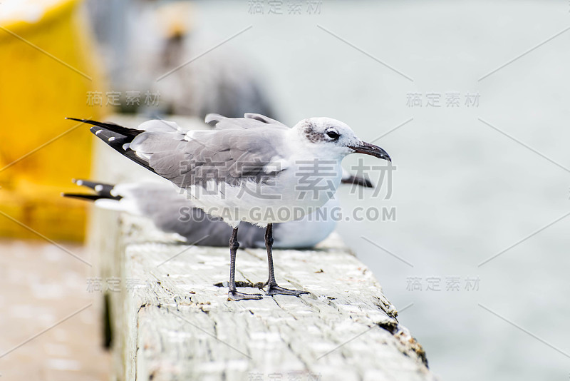 德克萨斯州加尔维斯顿岛的黑白海鸟