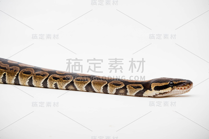 皇家/球Python