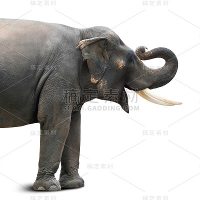 亚洲象孤立